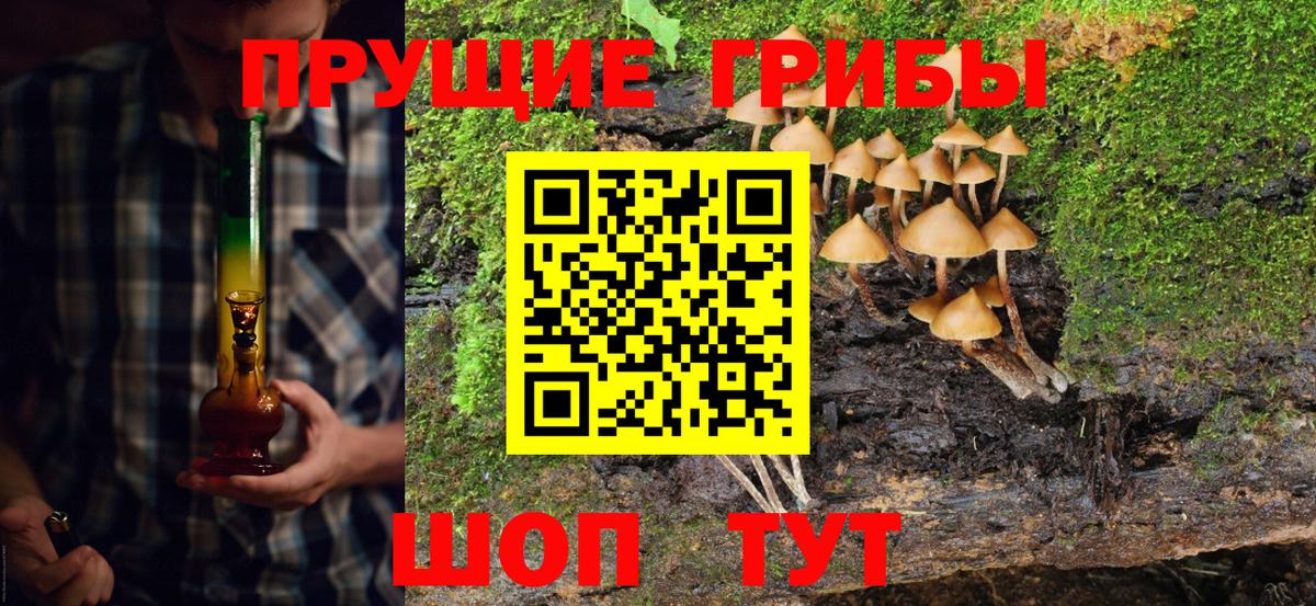 Сунжа  Псилоцибиновые грибы Psilocybe  Вход с VPN 